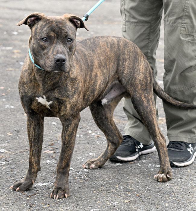 Enlarge #21 Dexter, a ADOPTABLE mixed breed in New Haven, CT image 2/3