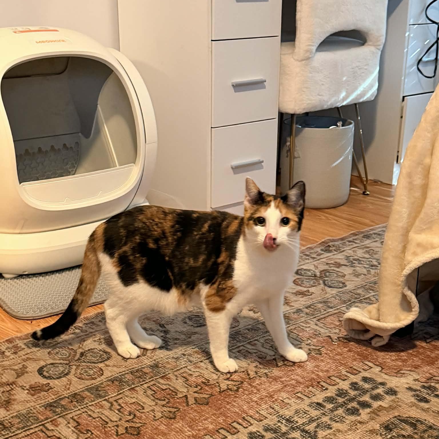 Enlarge Sandra, a ADOPTABLE Calico in Boston, MA image 1/5