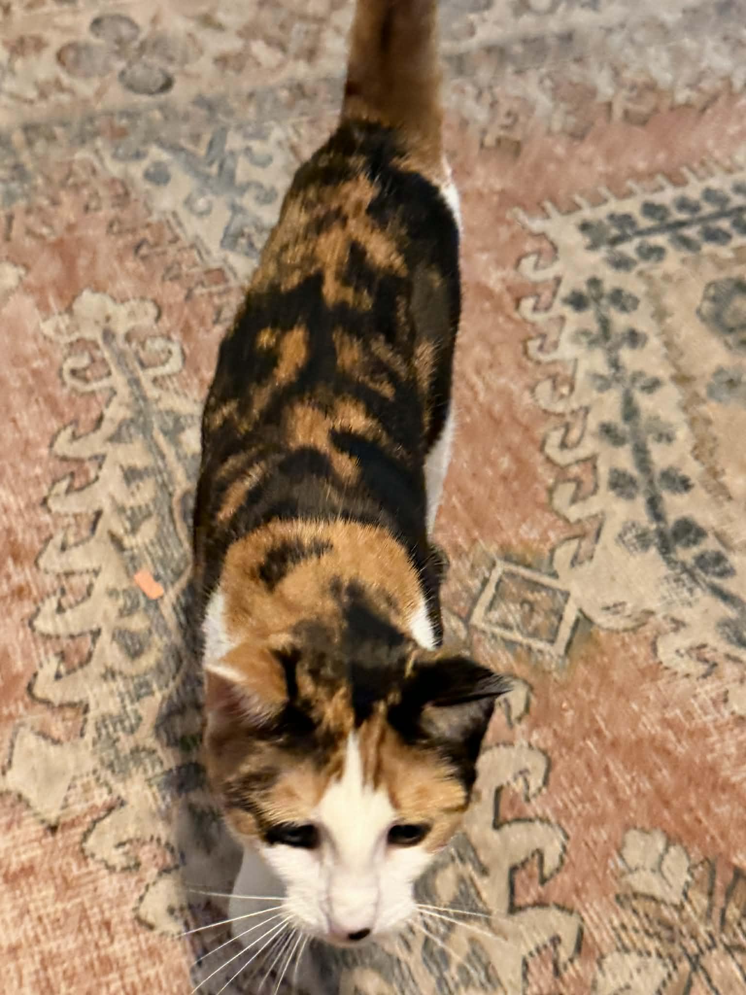 Enlarge Sandra, a ADOPTABLE Calico in Boston, MA image 2/5