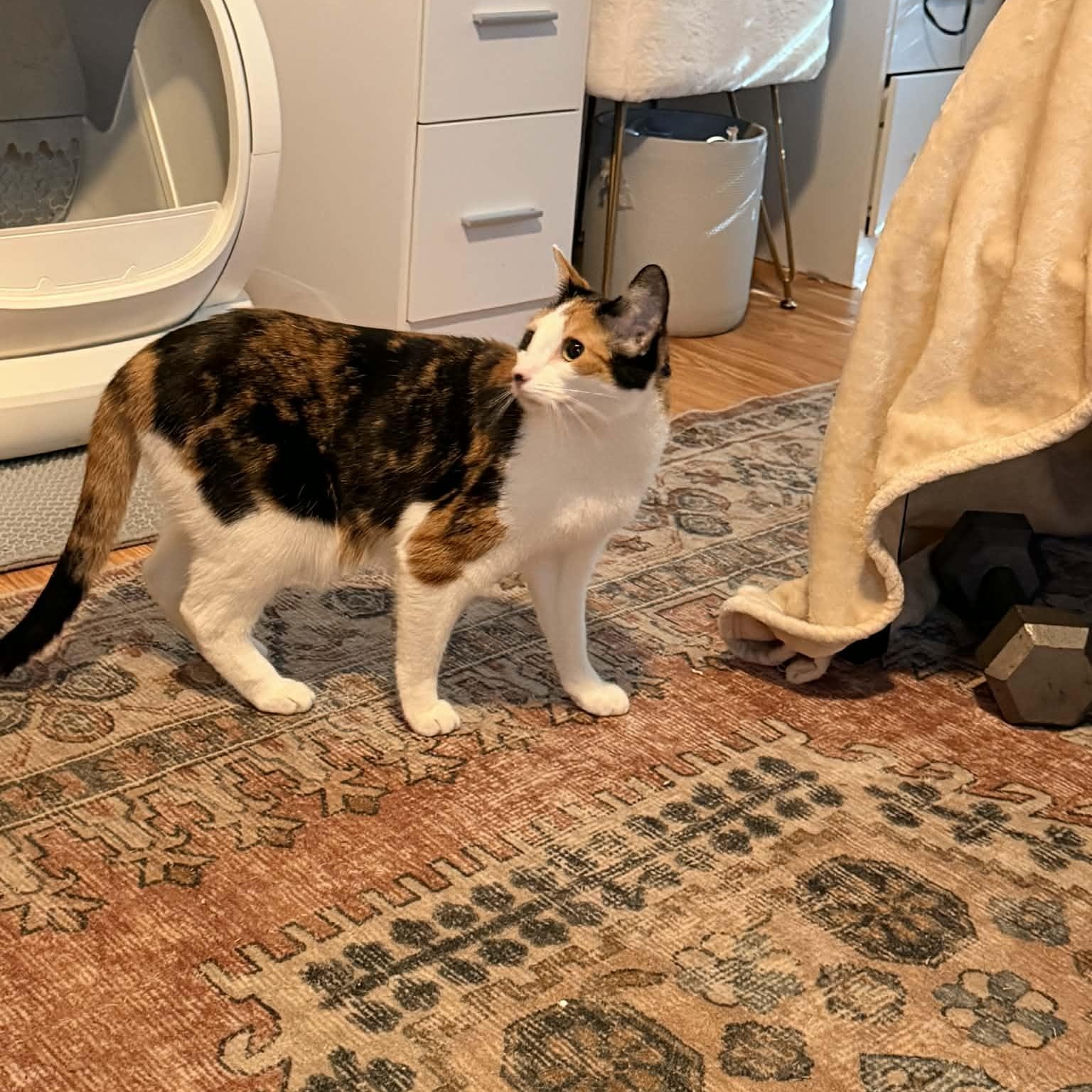 Enlarge Sandra, a ADOPTABLE Calico in Boston, MA image 3/5