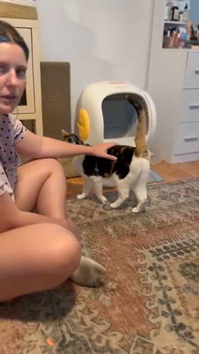 Enlarge Sandra, a ADOPTABLE Calico in Boston, MA video 5/5