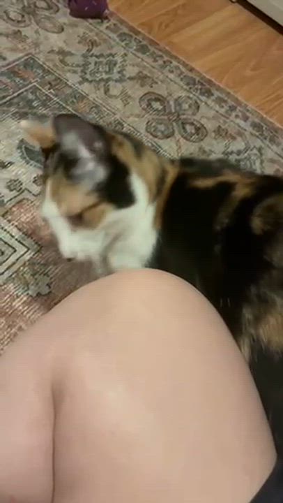 Enlarge Sandra, a ADOPTABLE Calico in Boston, MA video 4/5