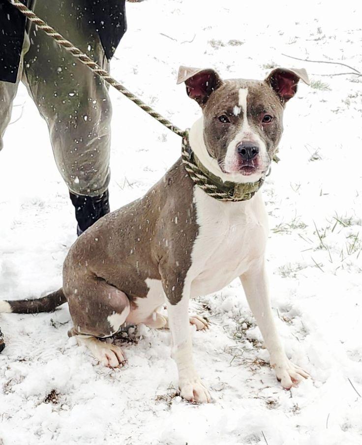 Enlarge Rambo, a ADOPTABLE mixed breed in Perth Amboy, NJ image 1/3