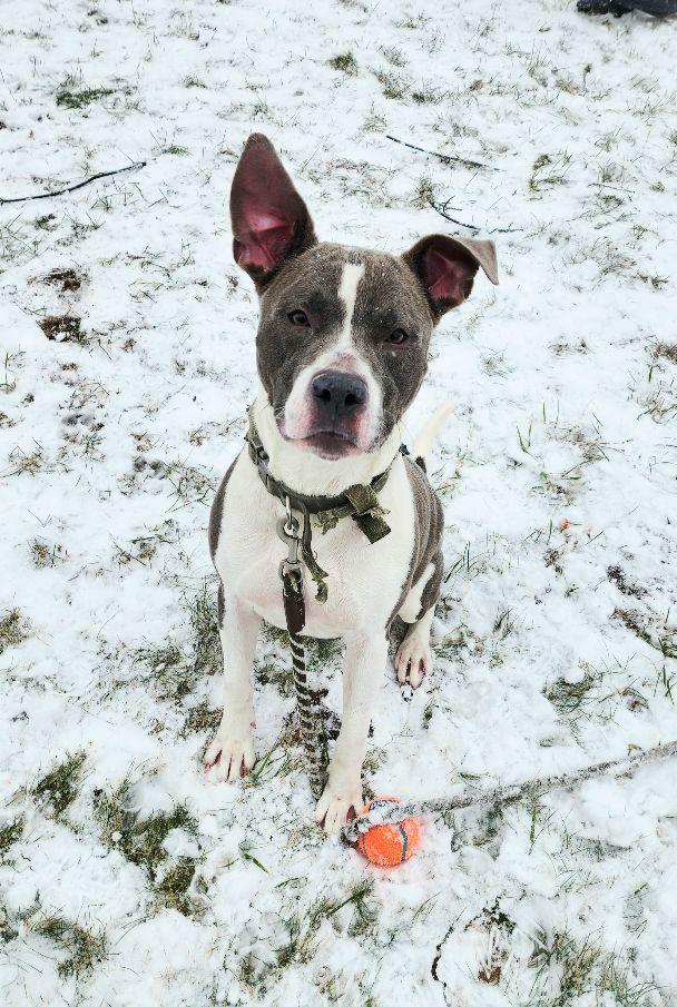 Enlarge Rambo, a ADOPTABLE mixed breed in Perth Amboy, NJ image 2/3