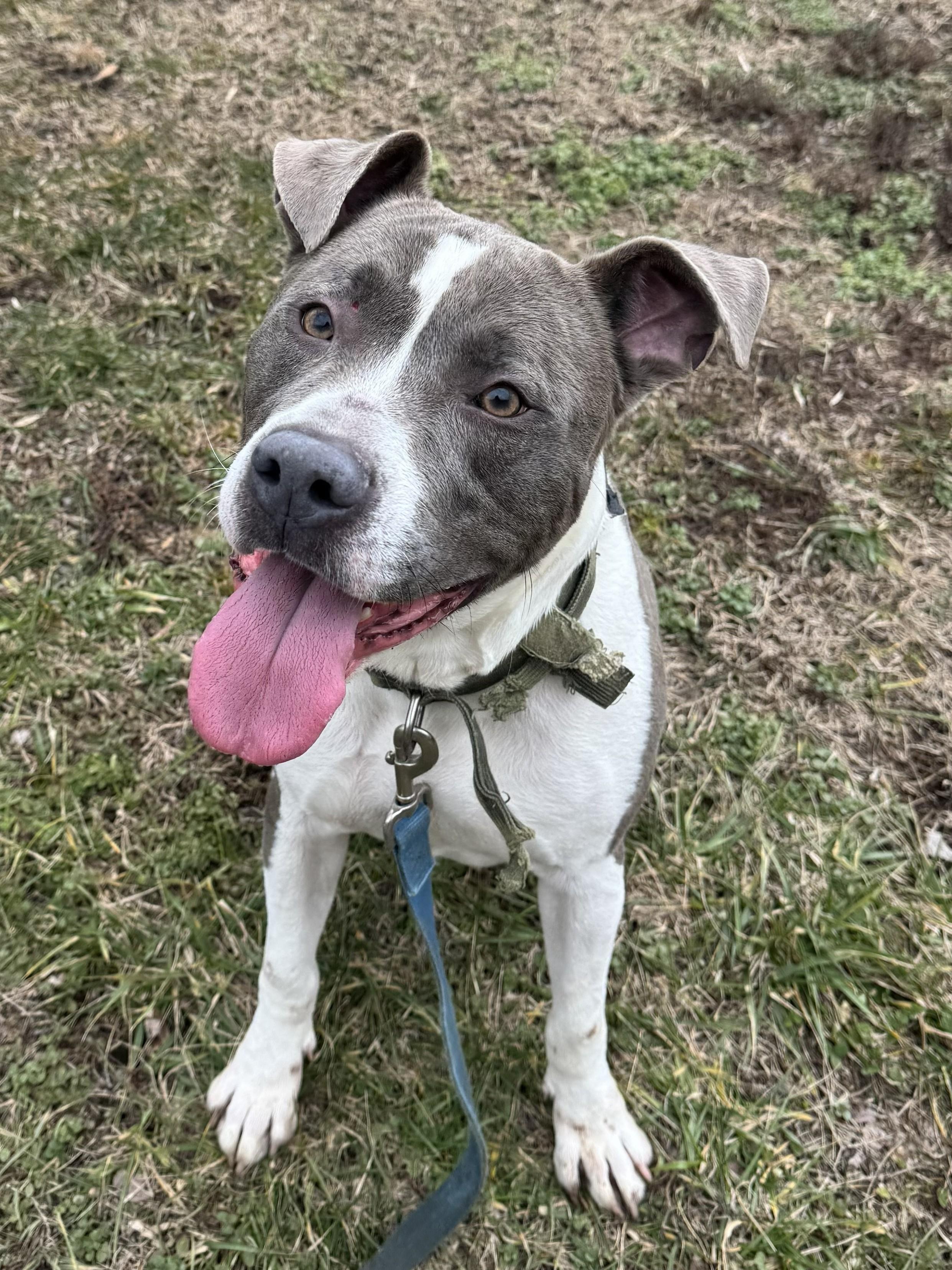 Rambo, ADOPTABLE, Young Male Pit Bull Terrier.
