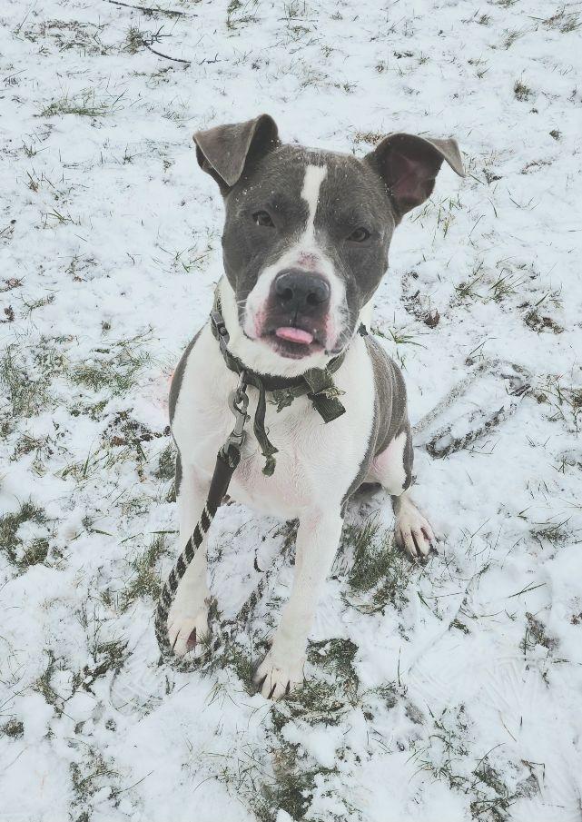 Enlarge Rambo, a ADOPTABLE mixed breed in Perth Amboy, NJ image 3/3