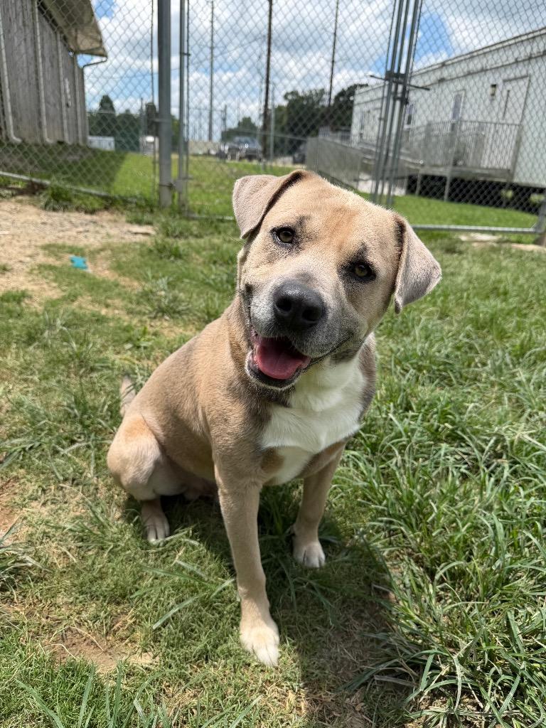 Mr. Gattis, Adoptable, Young Male Pit Bull Terrier & Shepherd.