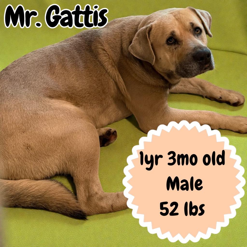 Enlarge Mr. Gattis, a Adoptable mixed breed in Sorrento, LA image 1/2