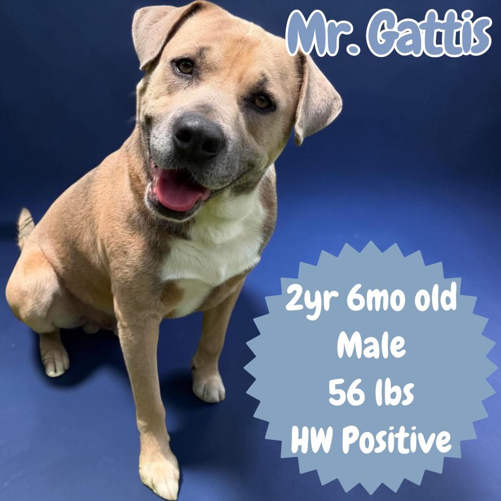 Mr. Gattis, a Adoptable mixed breed in Sorrento, LA image 3/5