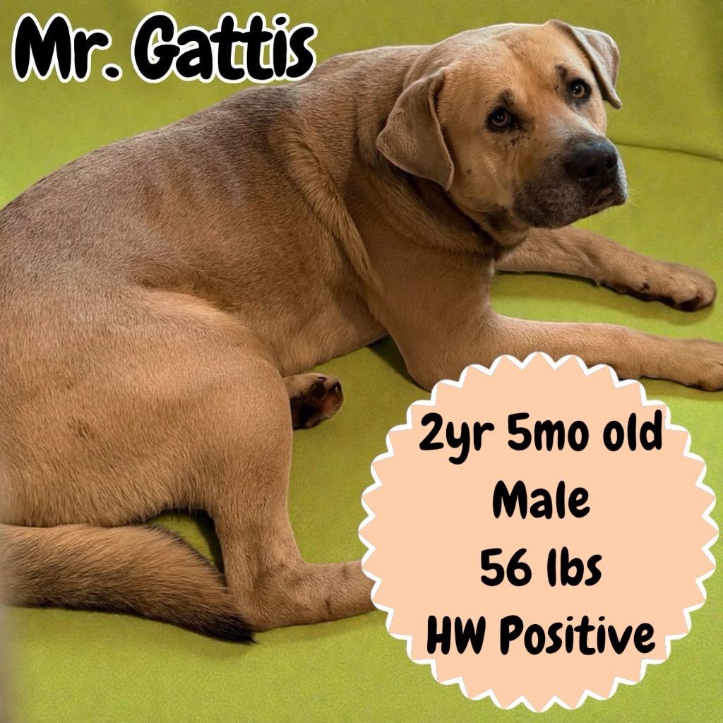Enlarge Mr. Gattis, a Adoptable mixed breed in Sorrento, LA image 2/3