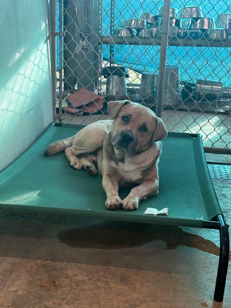 Enlarge Mr. Gattis, a Adoptable mixed breed in Sorrento, LA image 2/2