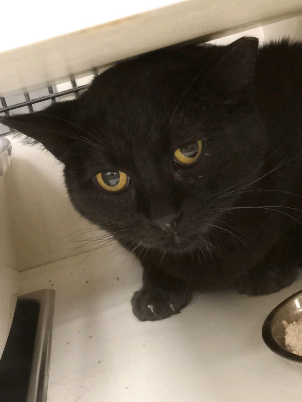 Enlarge Soot, a ADOPTABLE Domestic Short Hair in Easley, SC image 2/2