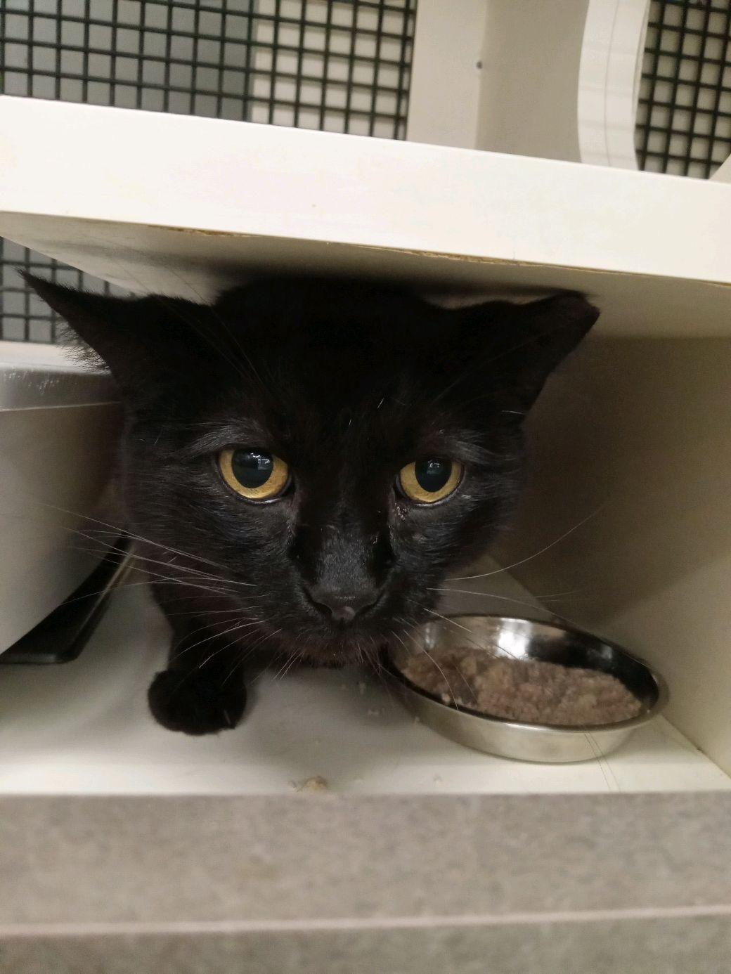 Soot, ADOPTABLE, Adult Female Domestic Short Hair.