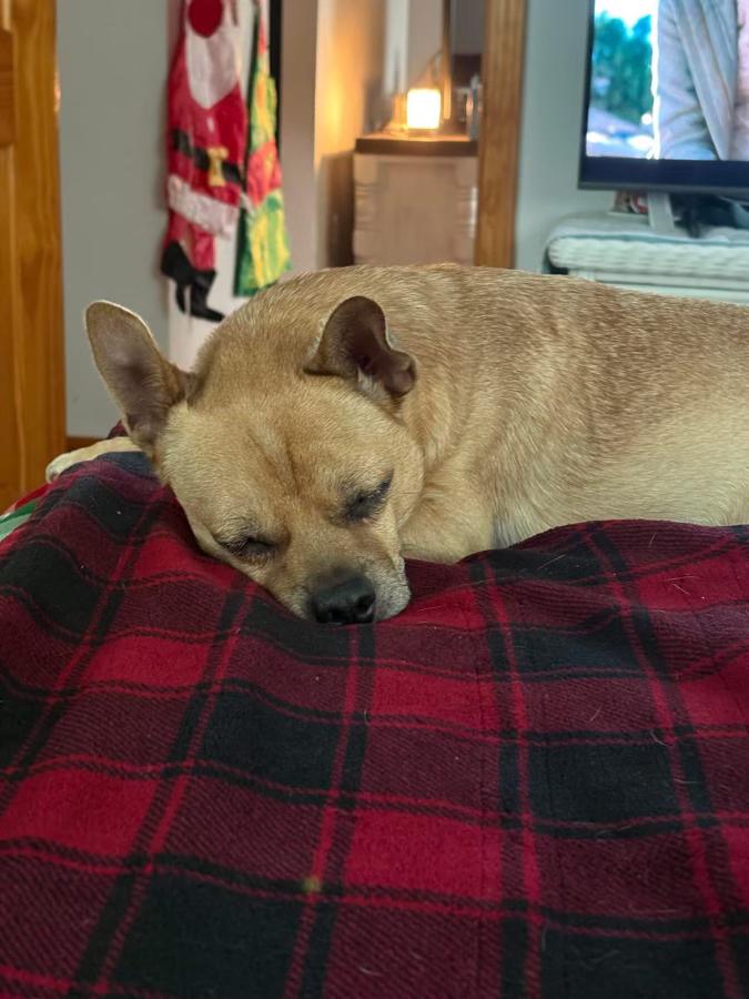 Tater Tot, a ADOPTABLE Chiweenie in Fulton, NY image 3/6