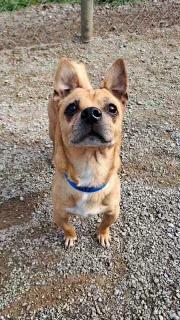 Tater Tot, a ADOPTABLE Chiweenie in Fulton, NY image 5/6