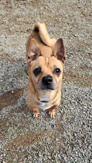 Tater Tot, a ADOPTABLE Chiweenie in Fulton, NY image 2/6