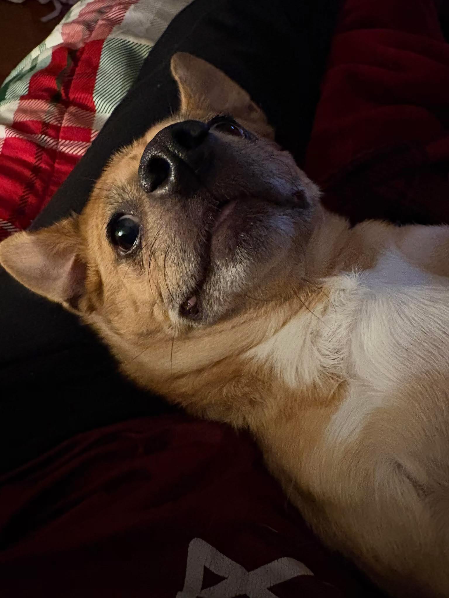 Tater Tot thumbnail 5