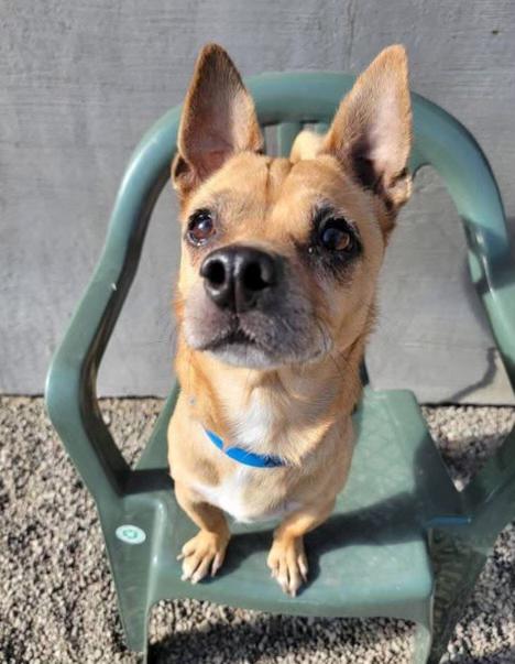 Tater Tot, a ADOPTABLE Chiweenie in Fulton, NY image 4/6