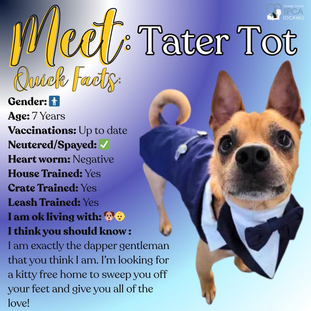 Tater Tot, ADOPTABLE, Adult Male Chihuahua.