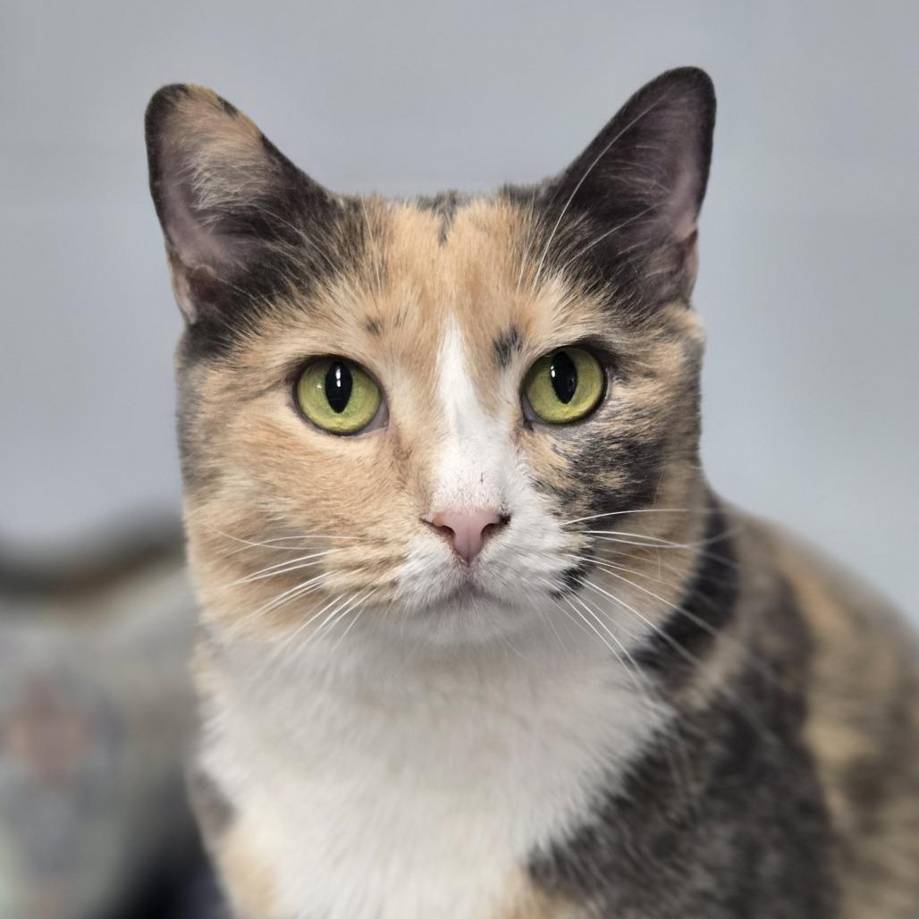 Enlarge Cali, a Adoptable mixed breed in Lexington, SC image 1/2