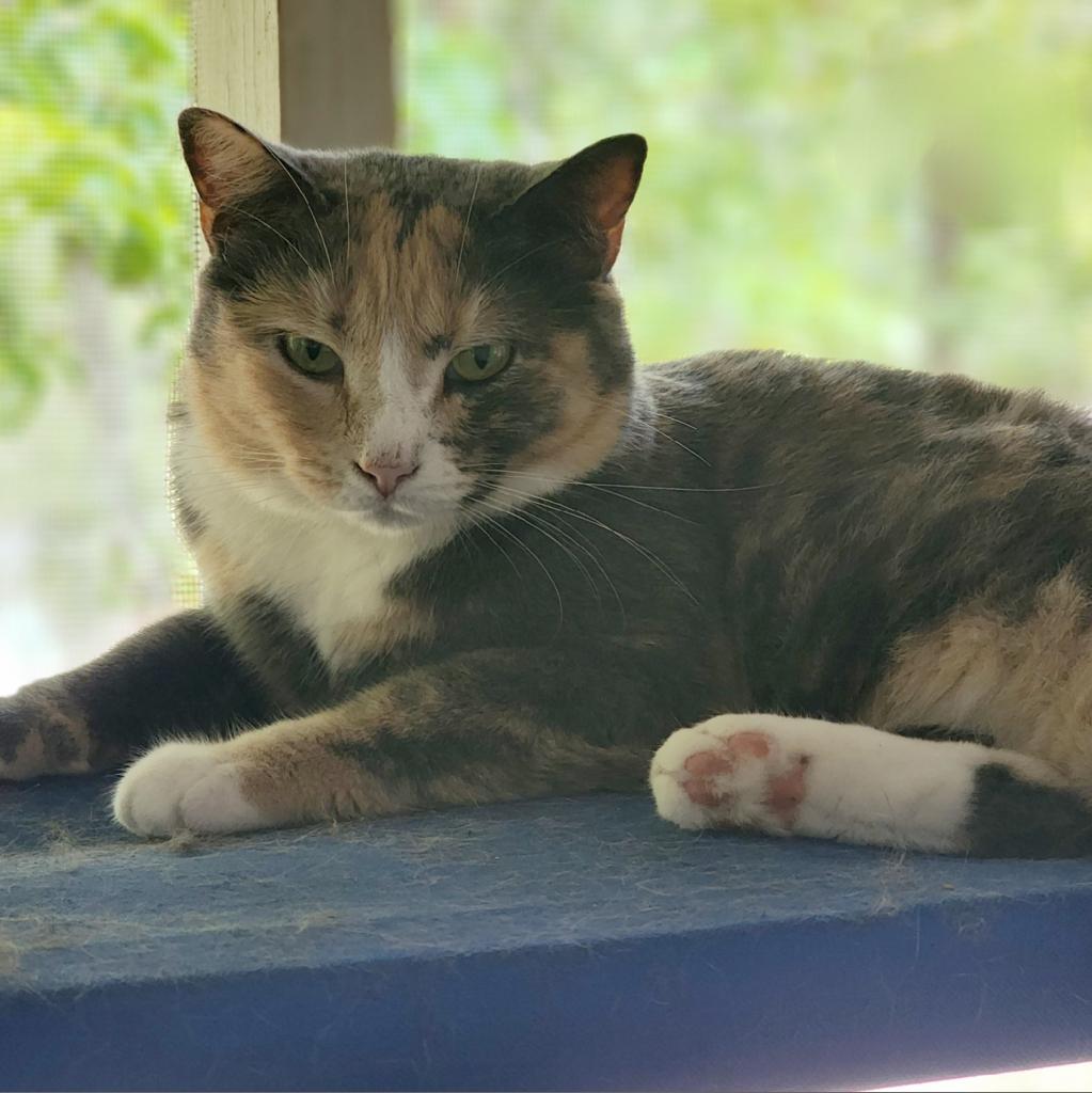 Enlarge Cali, a Adoptable mixed breed in Lexington, SC image 1/2