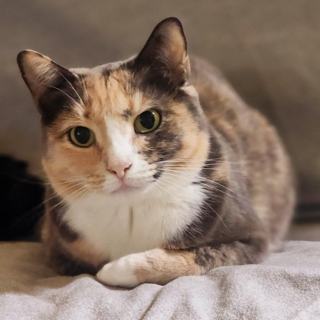 Enlarge Cali, a Adoptable mixed breed in Lexington, SC image 2/2