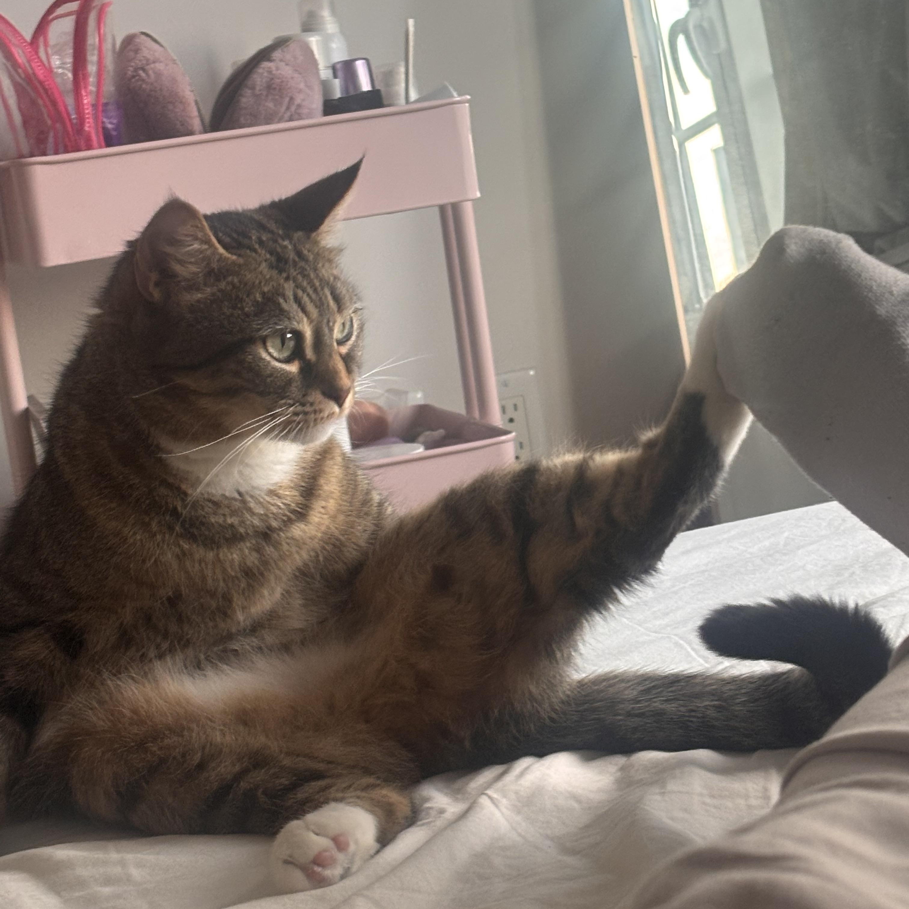 Enlarge Alley, a Adoptable Domestic Short Hair in Brooklyn, NY image 1/5