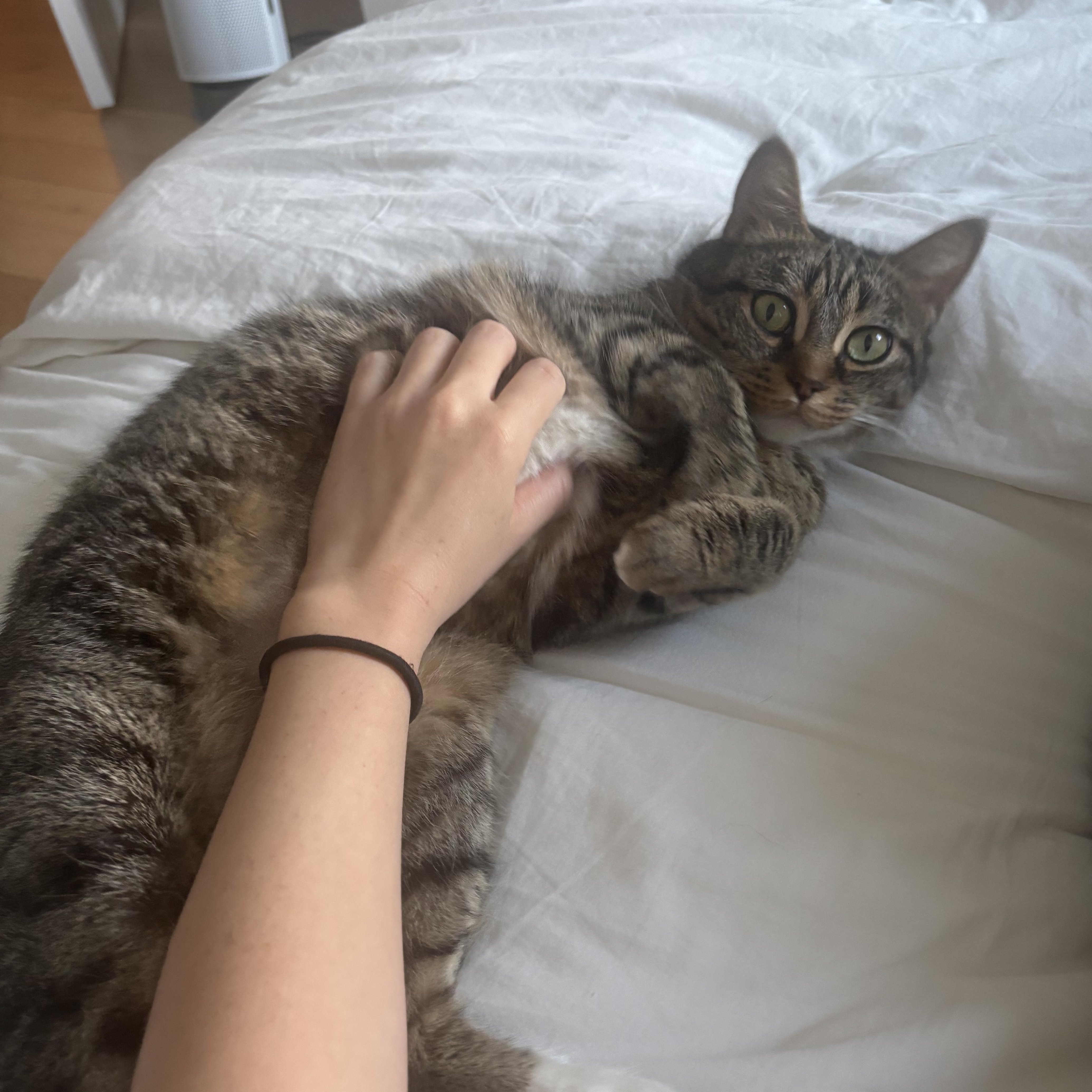 Enlarge Alley, a Adoptable Domestic Short Hair in Brooklyn, NY image 5/5