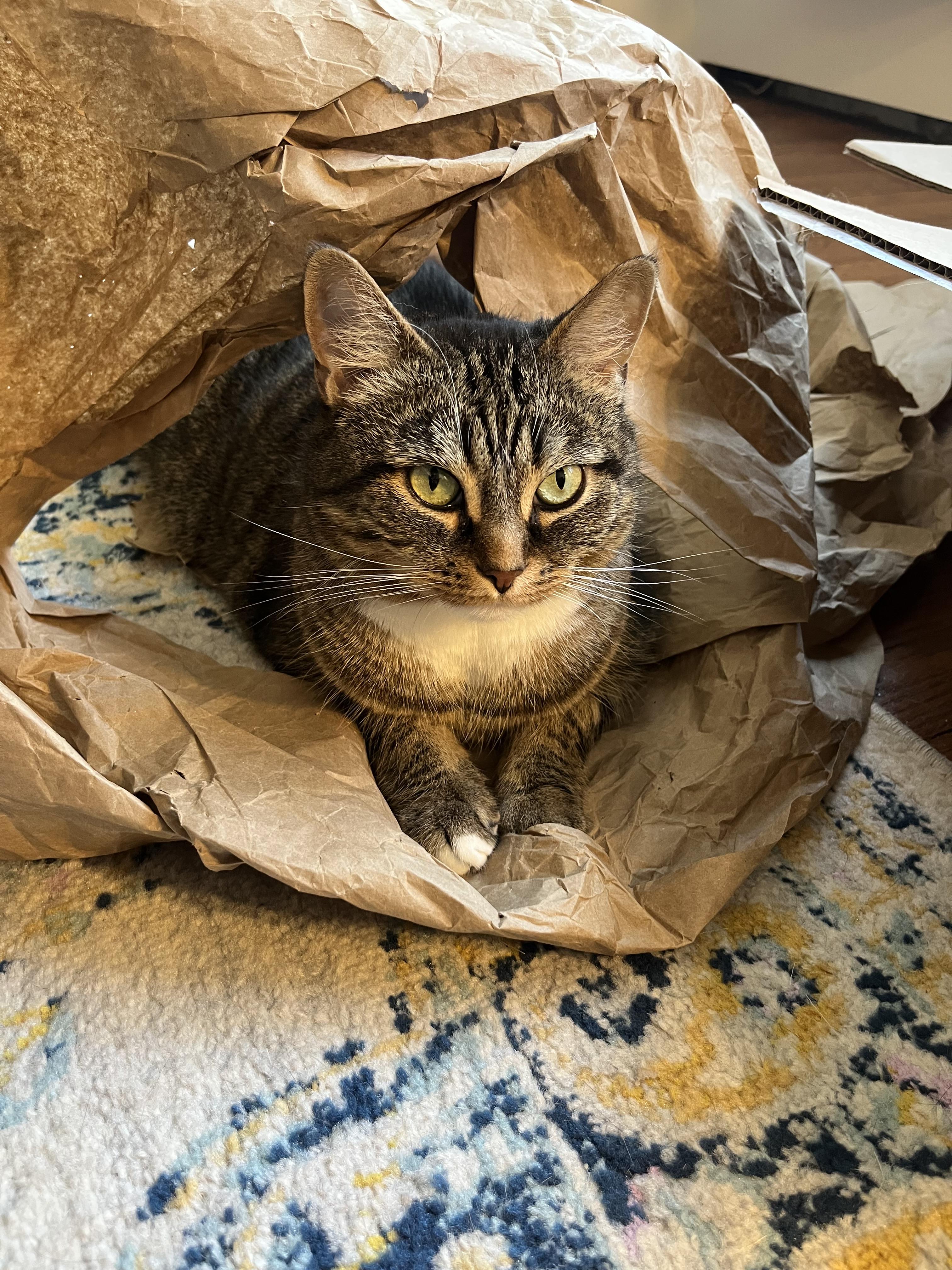 Enlarge Alley, a Adoptable Domestic Short Hair in Brooklyn, NY image 6/6