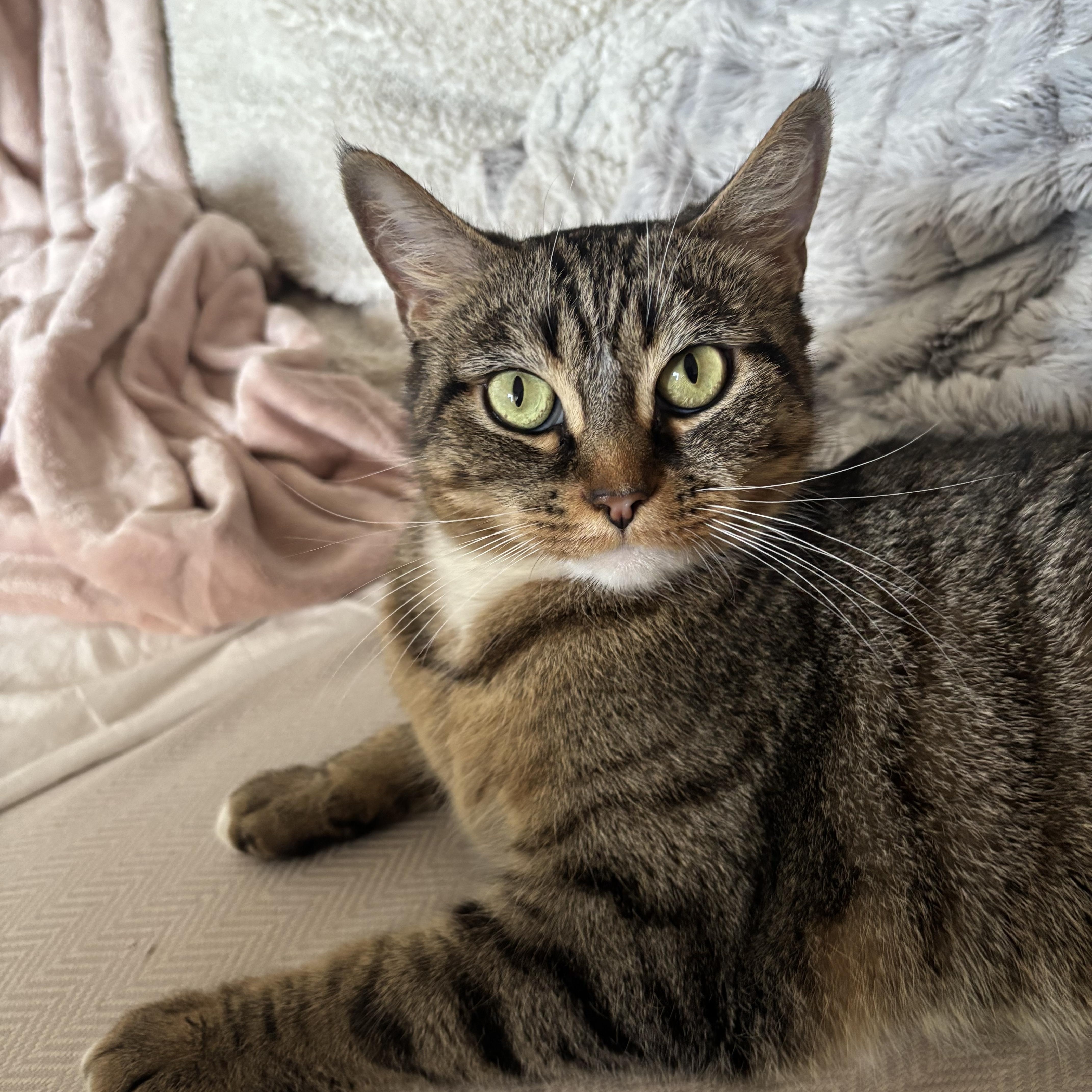 Enlarge Alley, a Adoptable Domestic Short Hair in Brooklyn, NY image 4/5