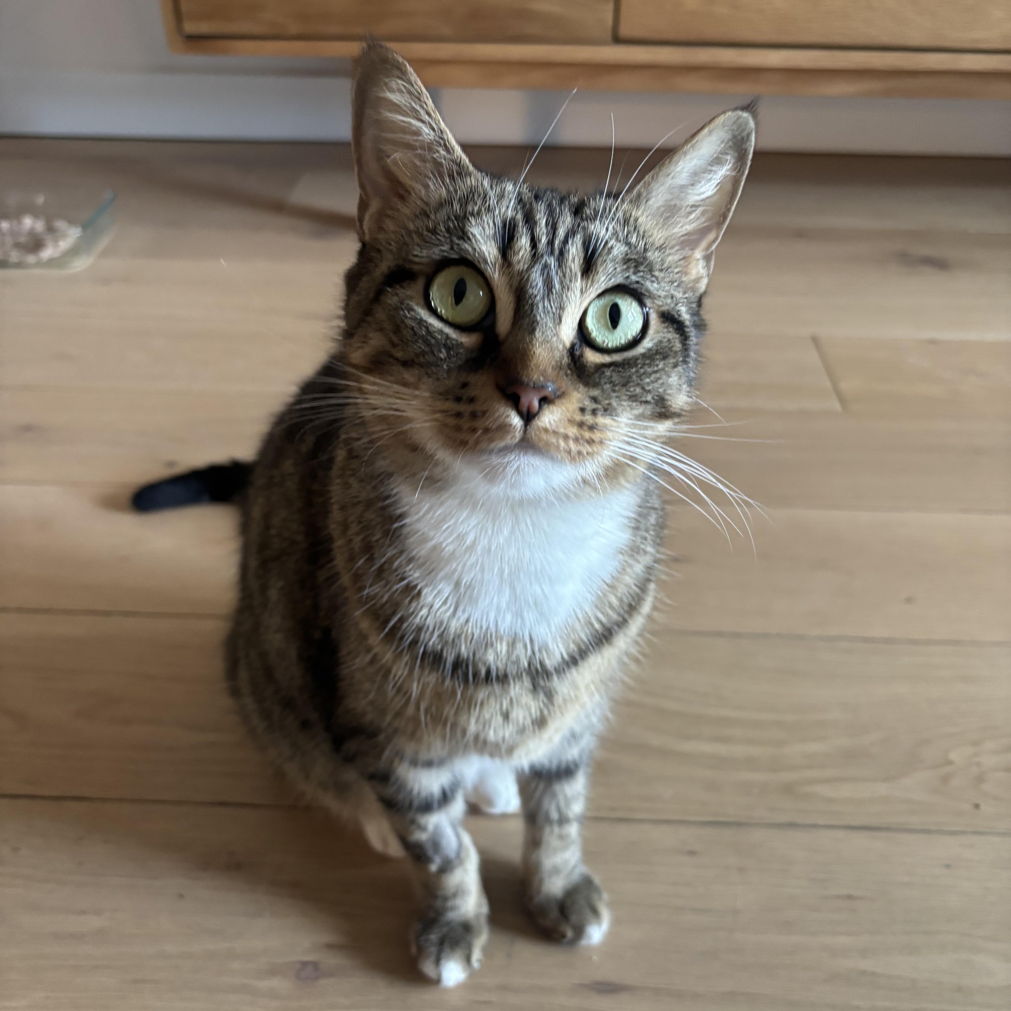 Enlarge Alley, a Adoptable Domestic Short Hair in Brooklyn, NY image 2/5