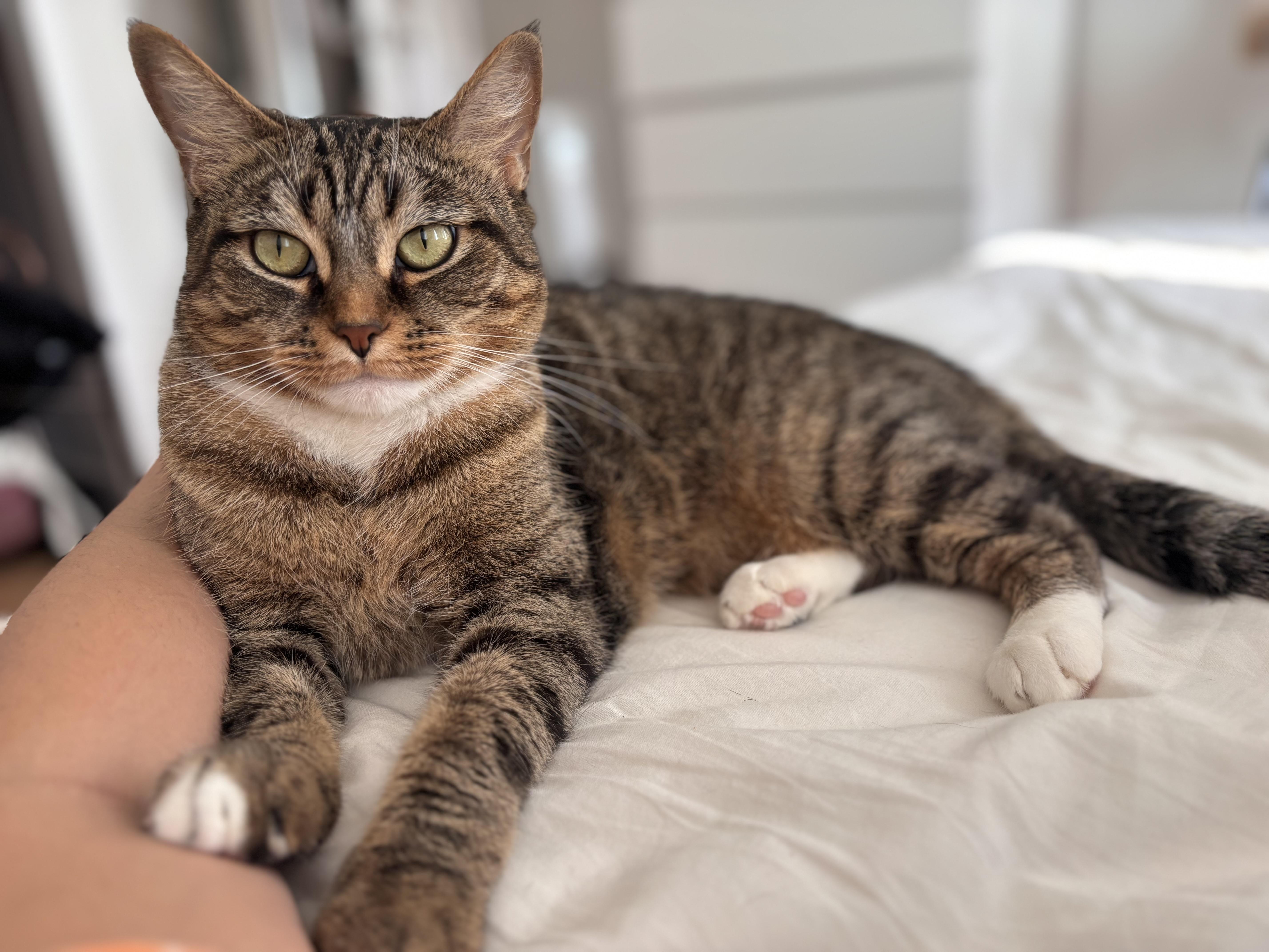 Enlarge Alley, a Adoptable Domestic Short Hair in Brooklyn, NY image 3/5