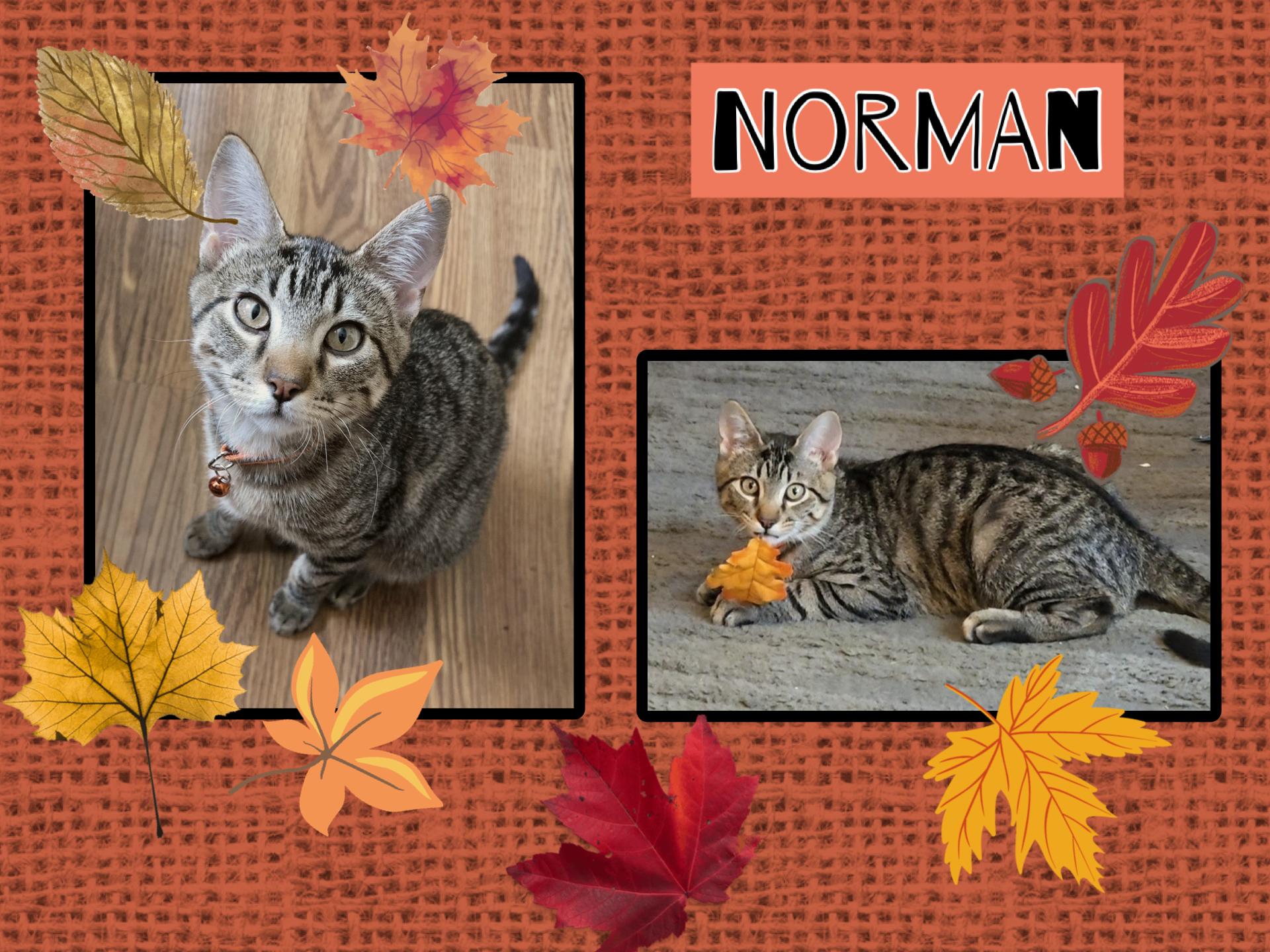 Norman, Adoptable, Kitten Male Domestic Short Hair.