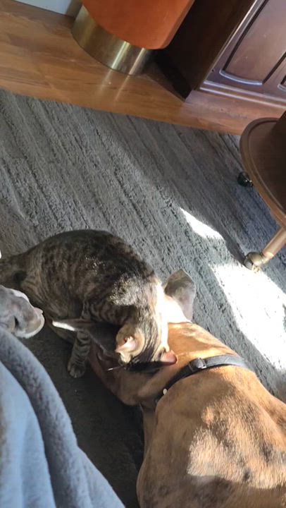 Enlarge Norman, a Adopted Domestic Short Hair in Kearney, NE video 2/2