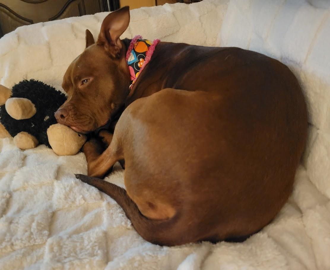 Scarlett, a ADOPTABLE mixed breed in Lisbon, OH image 5/6