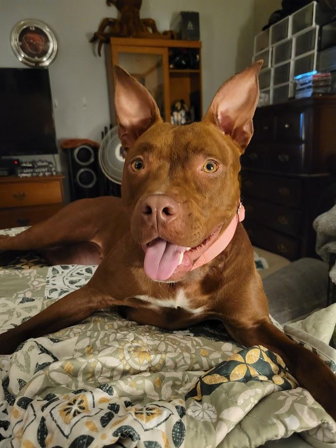 Scarlett, a ADOPTABLE mixed breed in Lisbon, OH image 1/6