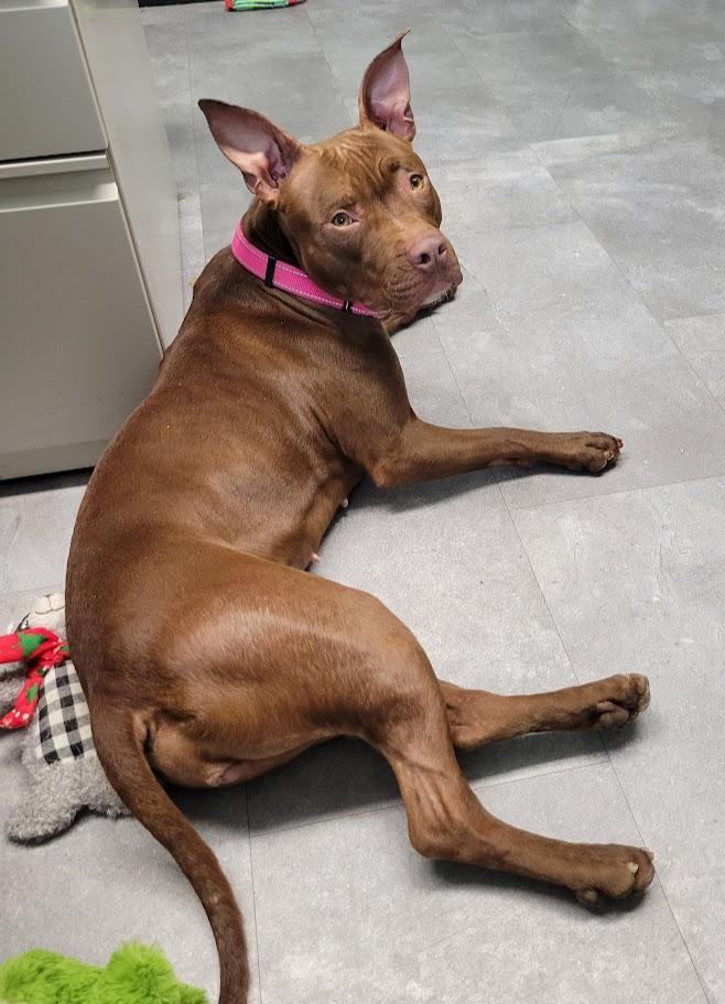 Scarlett, a ADOPTABLE mixed breed in Lisbon, OH image 6/6