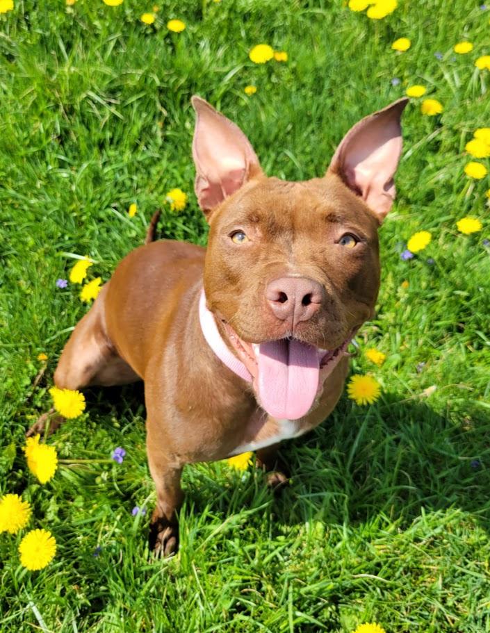 Scarlett, a ADOPTABLE mixed breed in Lisbon, OH image 2/6