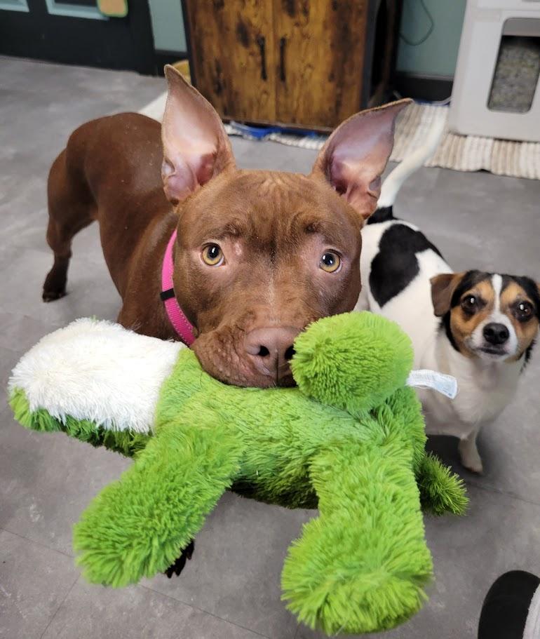 Scarlett, a ADOPTABLE mixed breed in Lisbon, OH image 3/6