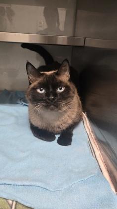 Twix, Adoptable, Adult Female Siamese.
