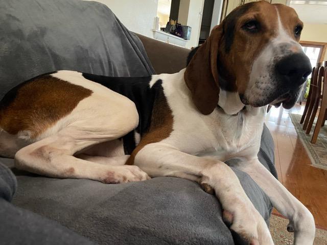 Lincoln, a Adoptable mixed breed in Chesapeake, VA image 6/6