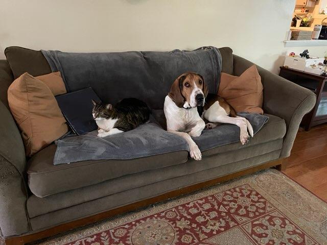 Lincoln, Adoptable, Adult Male American Foxhound & Treeing Walker Coonhound.