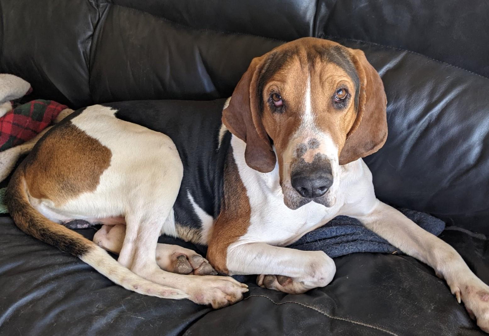 Lincoln, a Adoptable mixed breed in Chesapeake, VA image 4/6