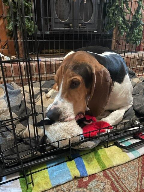 Lincoln, a Adoptable mixed breed in Chesapeake, VA image 5/6