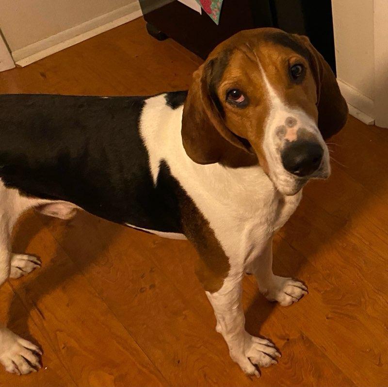 Lincoln needs a foster home! , Adoptable, Adult Male American Foxhound & Treeing Walker Coonhound.