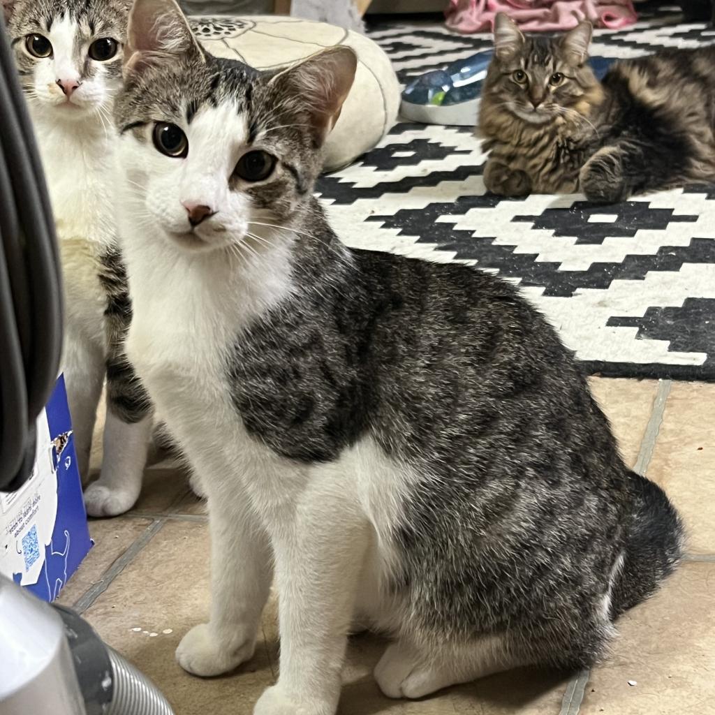 Butter, Adoptable, Adult Female Domestic Short Hair.