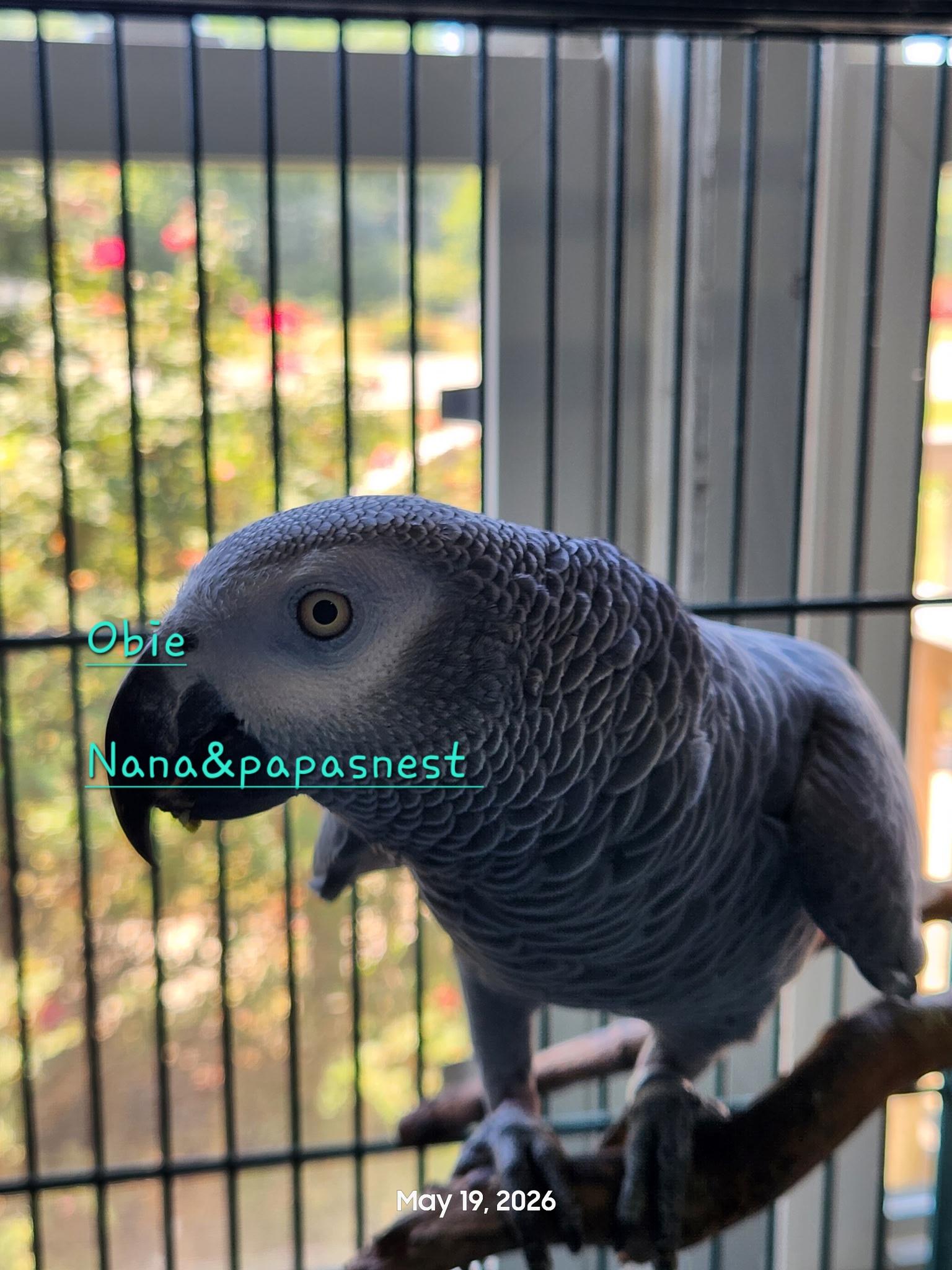Obie, adopted, Senior Male African Grey.