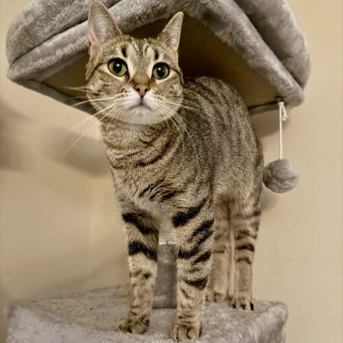 Hera, Adoptable, Young Female Tabby & Domestic Short Hair.
