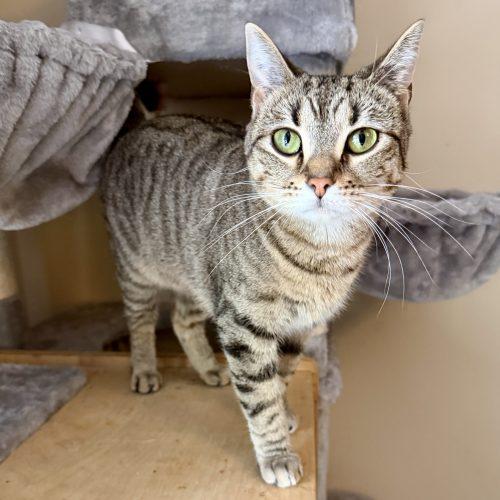 Hera, a Adoptable mixed breed in Knoxville, TN image 2/6