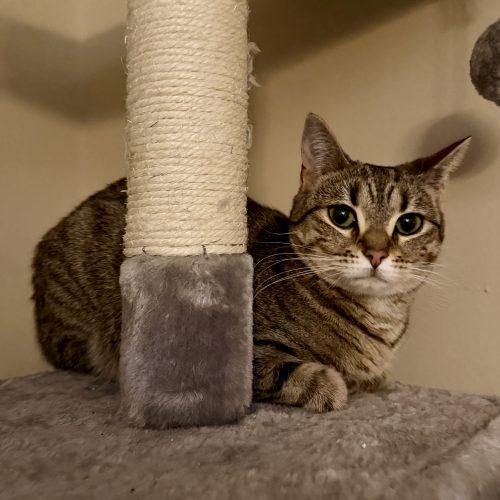 Enlarge Hera, a Adoptable mixed breed in Knoxville, TN image 3/5